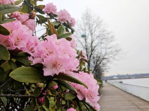Spring Blossoms on the New West Boardwalk